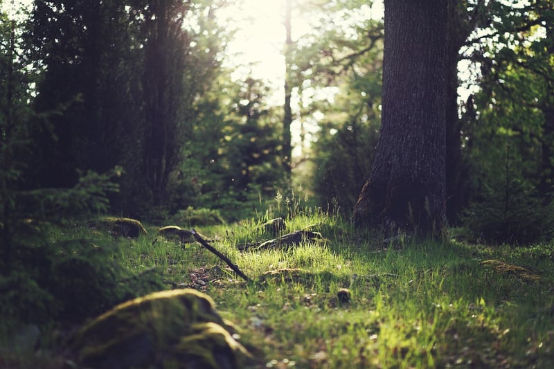 Magic Forest Clearing