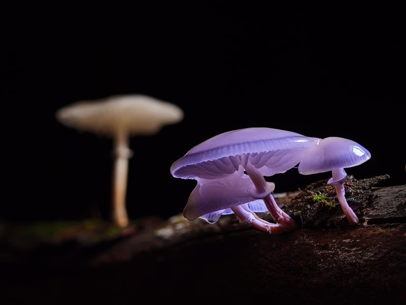 Mushroom Delicacies